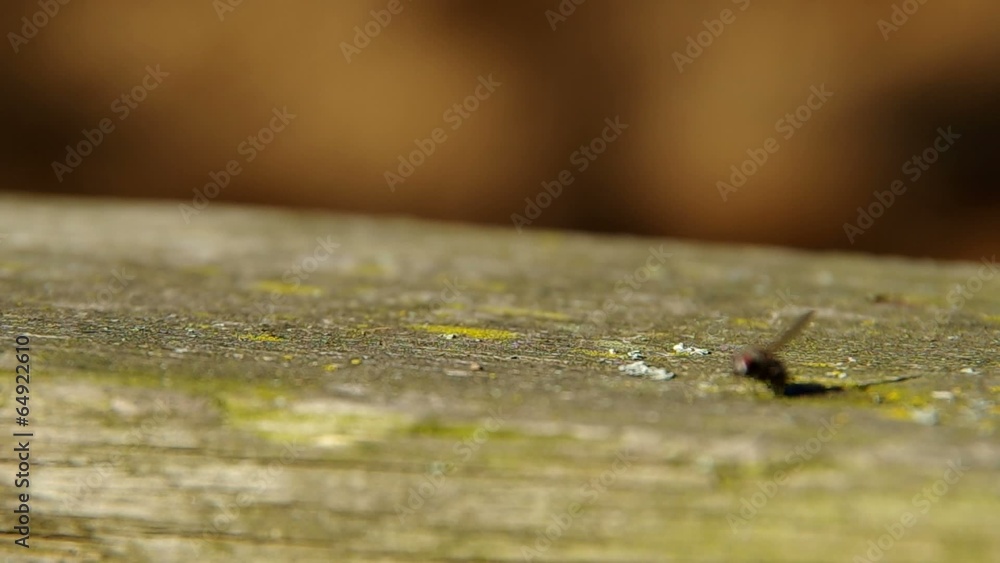 Fly on a wooden board and brown background. Fly on a wooden board and brown background.