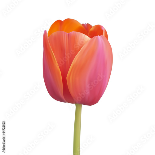Fototapeta Naklejka Na Ścianę i Meble -  Red tulip. Vector illustration. Isolated on white