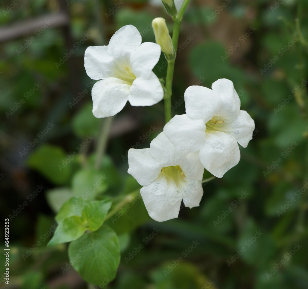 White Ruellia tuberosa Linn in garden White Ruellia tuberosa Linn in garden