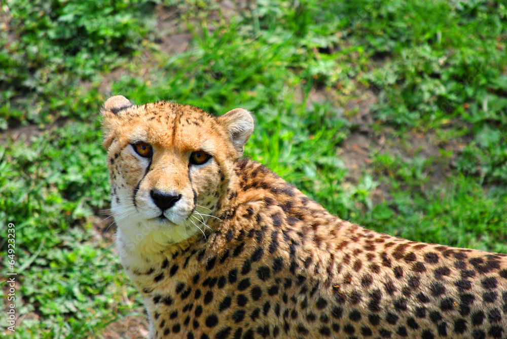 Cheetah Latin name Acinonyx jubatus Cheetah Latin name Acinonyx jubatus