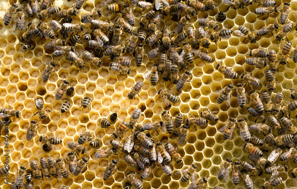 bees on honeycells bees on honeycells
