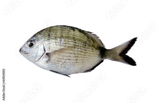 Single Sea Bream fish