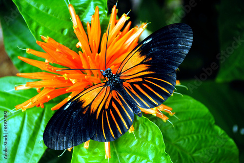 Doris Longwing Butterfly Latin name Heliconius Doris photo