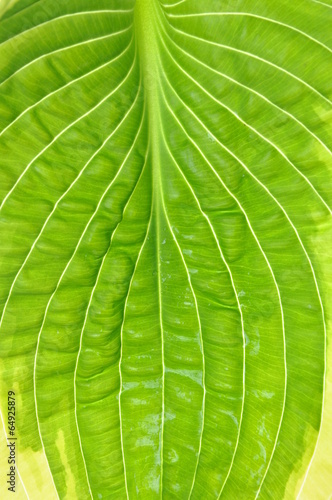 Texture of fresh hosta leaf background