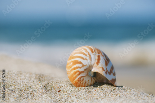 nautilus shell on white Florida beach sand under the sun light © Elena Moiseeva