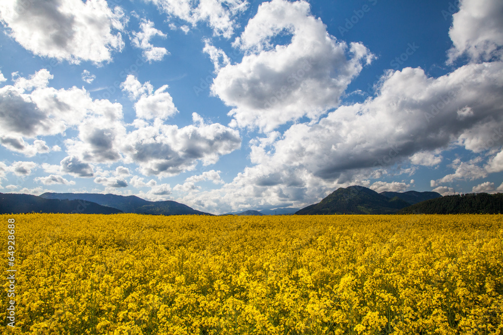 Rapeseed field Rapeseed field