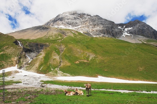 Cows on a mountain pass in the Swiss Alps photo