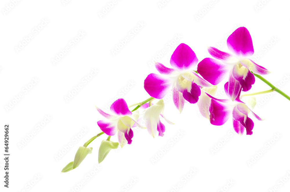 Purple orchid flower isolated white background Purple orchid flower isolated white background