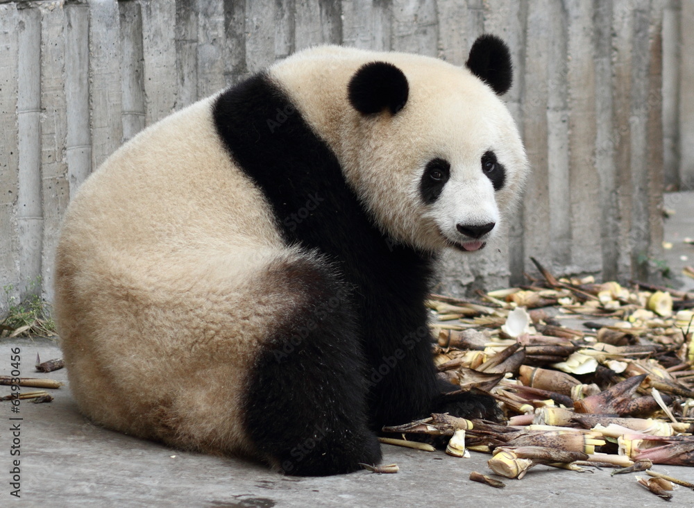 Fototapeta premium Panda tongue looking at viewer