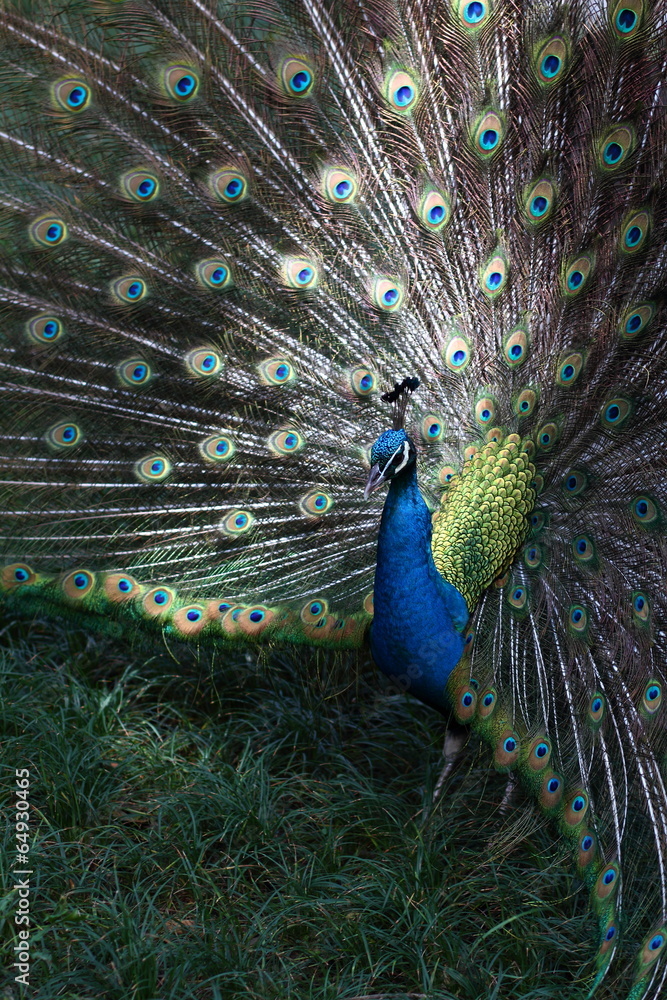 Obraz premium Splendid peacock with feathers out