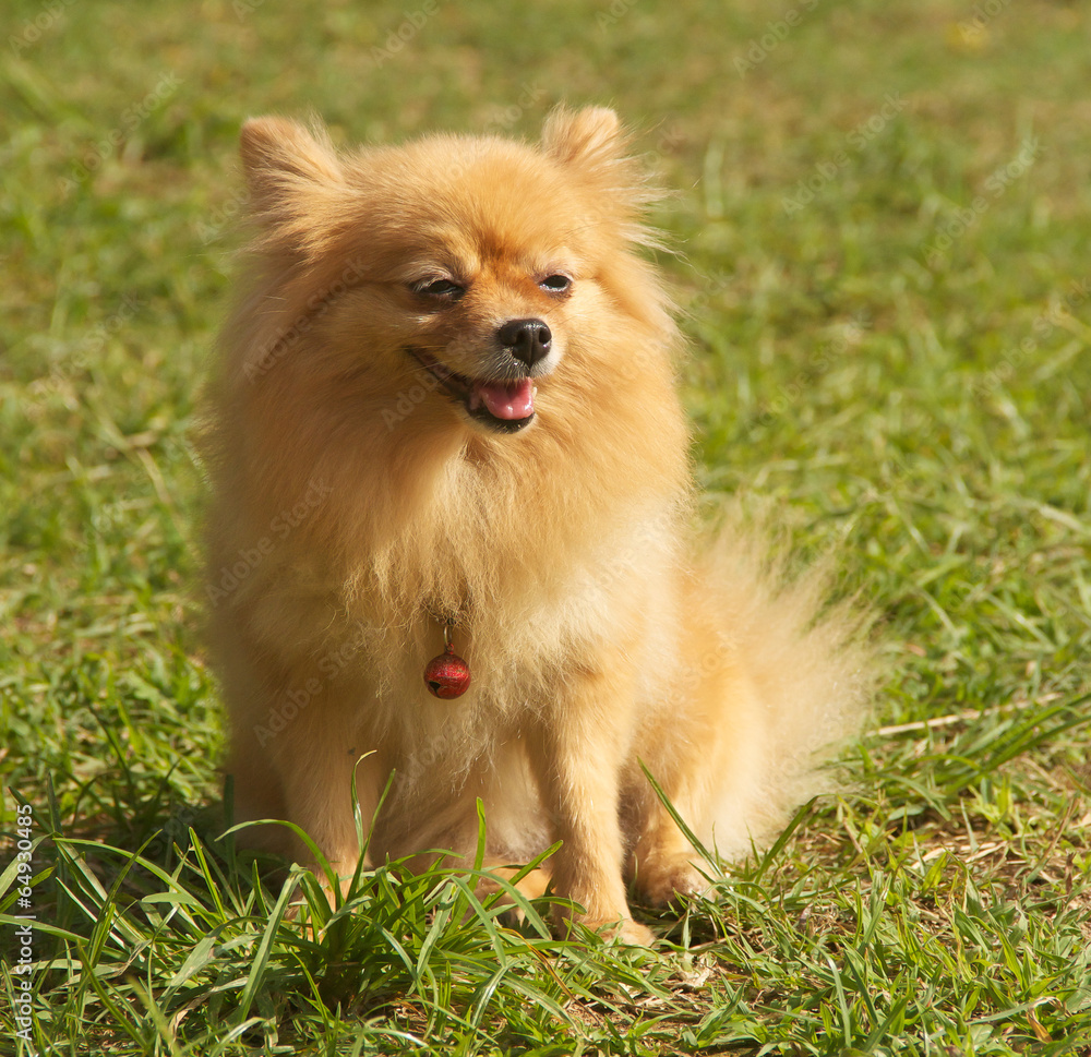Mature Pomeranian Dog is sitting on Grass