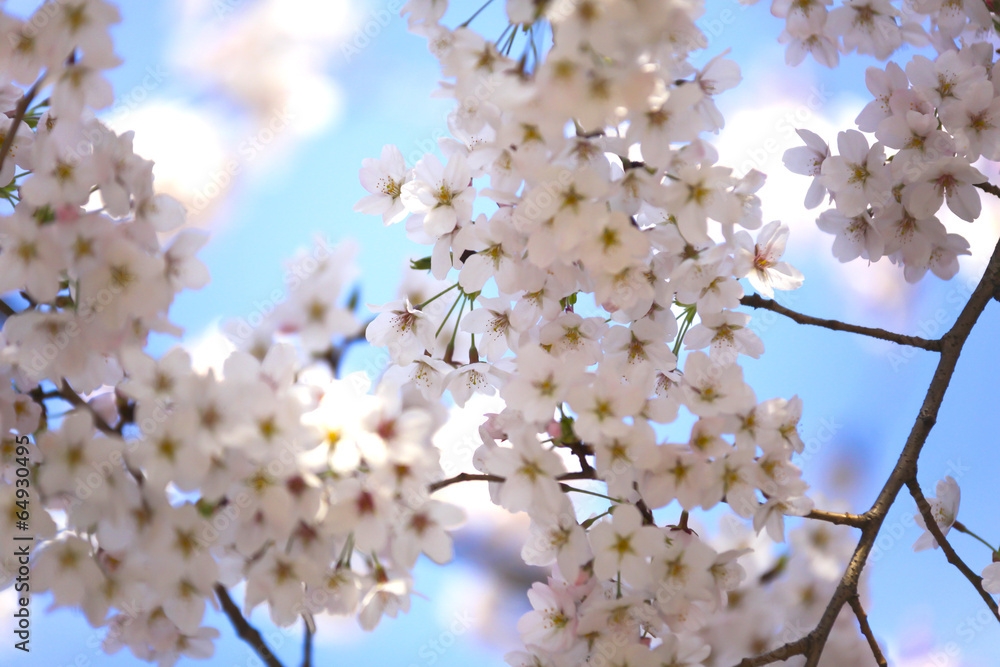 青空と満開の桜　イメージ