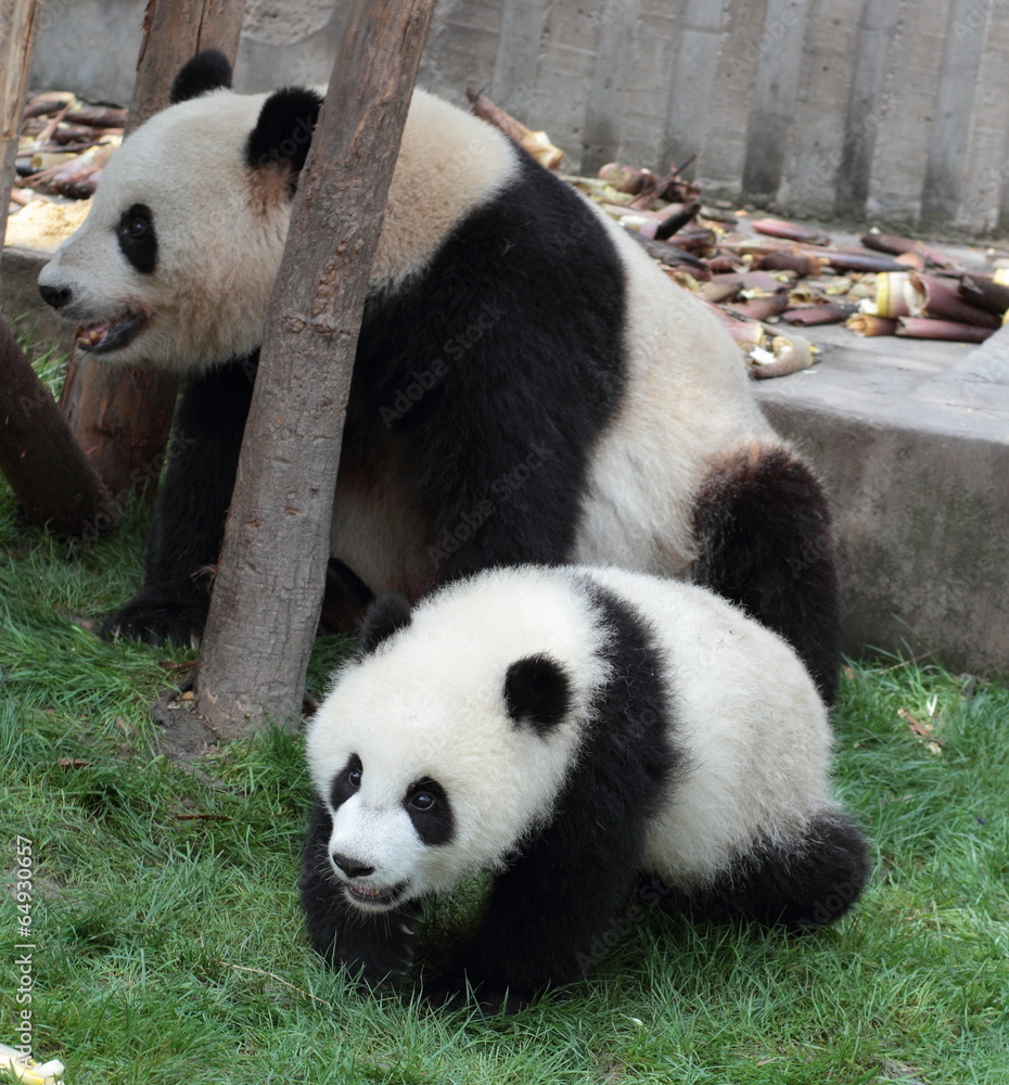 Obraz premium Giant panda with its cub happy smiling