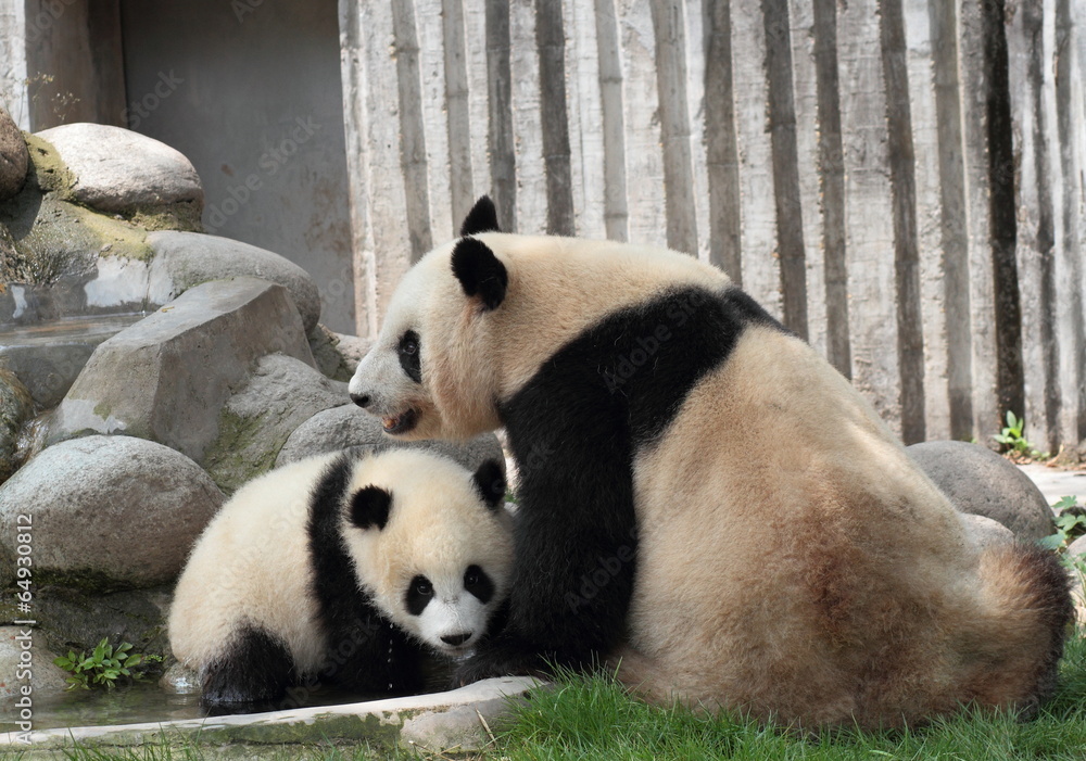 Fototapeta premium Giant panda with its cub bathing