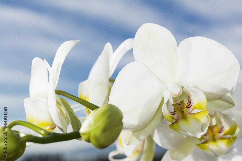 Obraz premium White Orchid