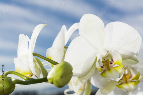 Fototapeta Naklejka Na Ścianę i Meble -  White Orchid