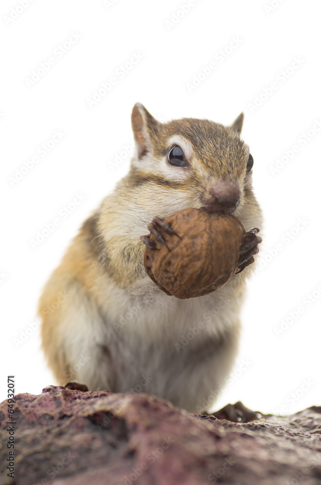 Fototapeta premium オニグルミを食べるシマリス