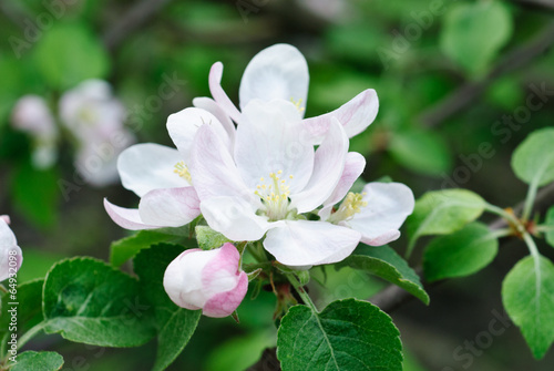 White and pink spring blossoming apple