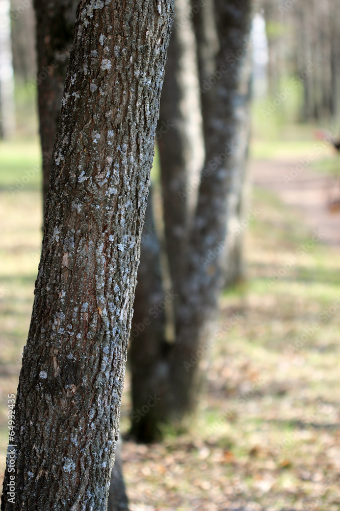 Fototapeta premium trees