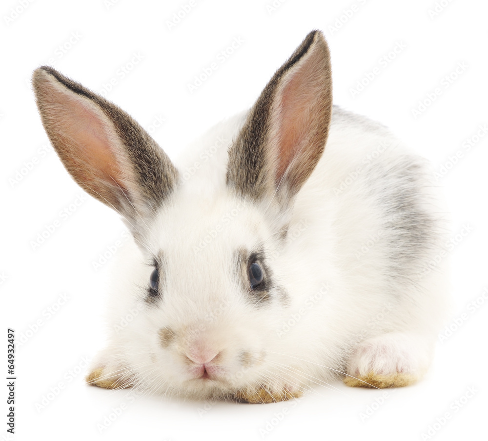 Rabbit Rabbit