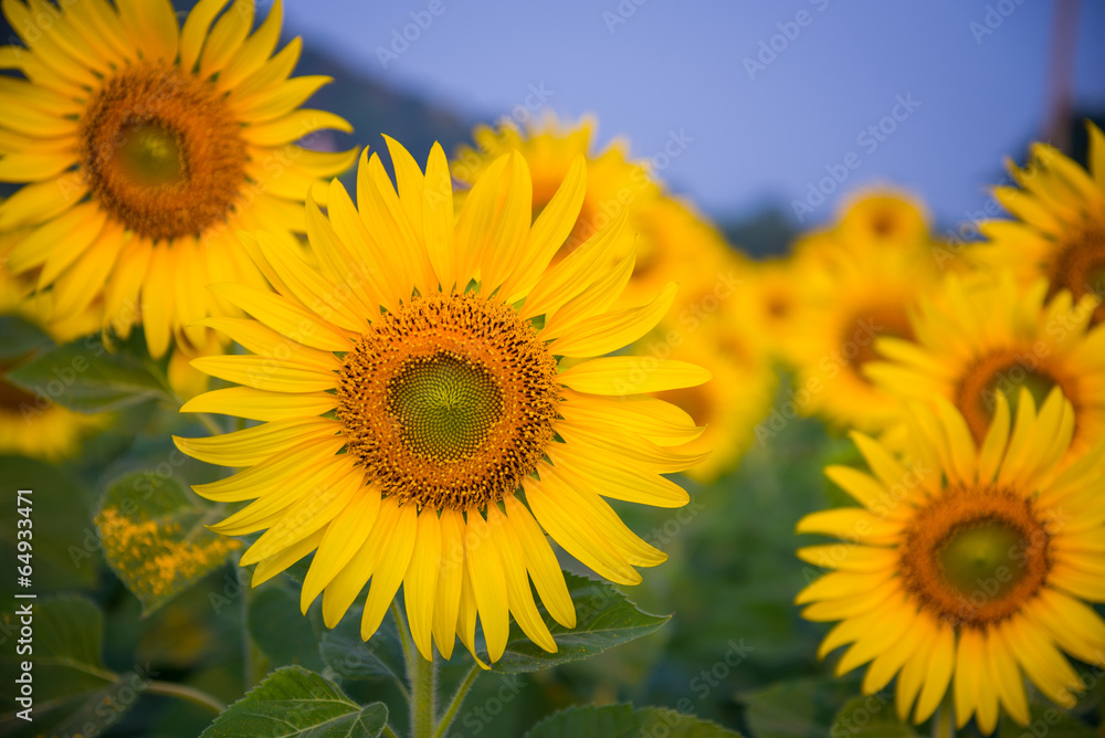 sunflowers plantation field