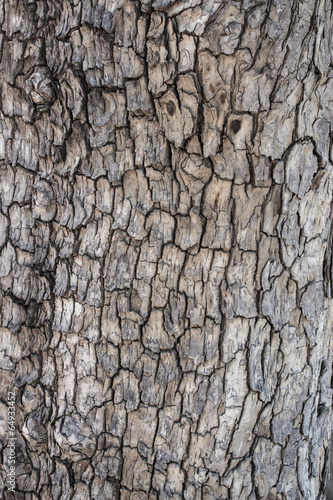 Tamarind tree bark texture