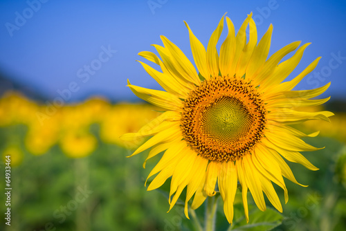 sunflowers plantation field clear blue sky