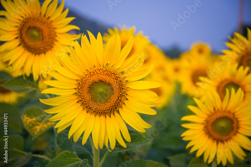 sunflowers plantation field © tassapon
