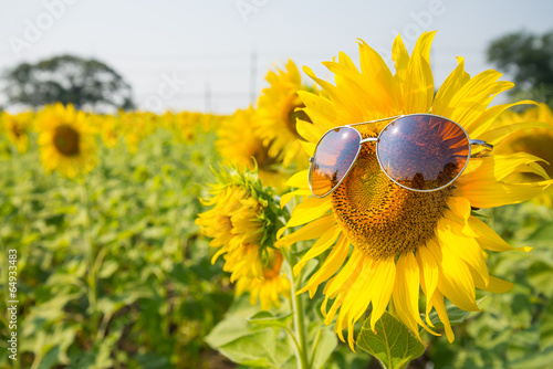 Fototapeta Naklejka Na Ścianę i Meble -  sunglasses sunflowers close up