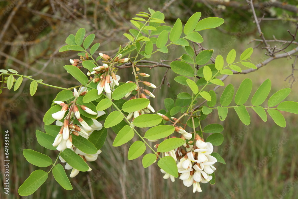 Rama con flores de Robinia. Robinia pseudoacacia. Rama con flores de Robinia. Robinia pseudoacacia.