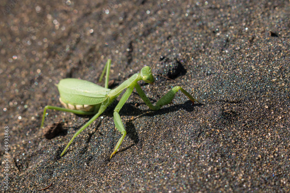 detail of praying mantis on volcanic sand detail of praying mantis on volcanic sand