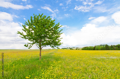 Foto Little green  tree on a flower f ield