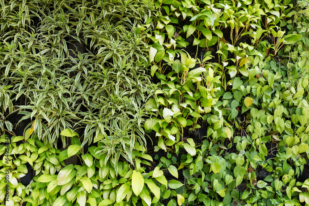 Green leaves wall background Green leaves wall background