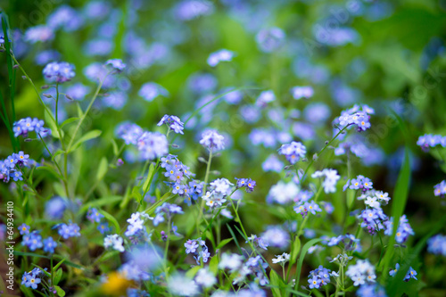 meadow of blue flower