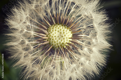 Dandelion flower