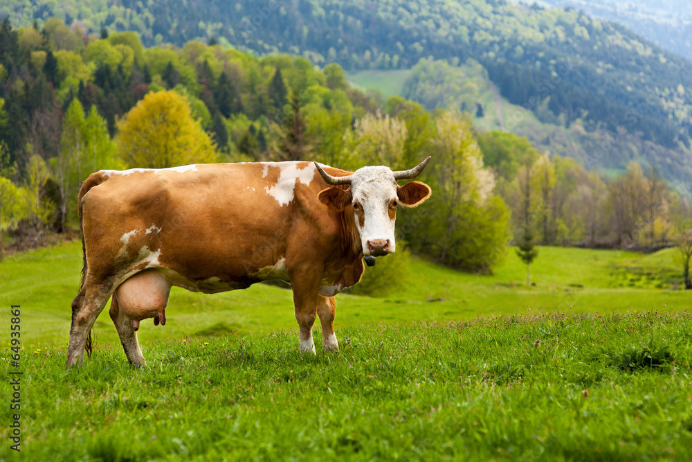 Fototapeta premium Healthy cow in mountains