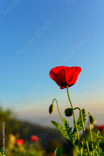 Fototapeta Naklejka Na Ścianę i Meble -  Red poppy