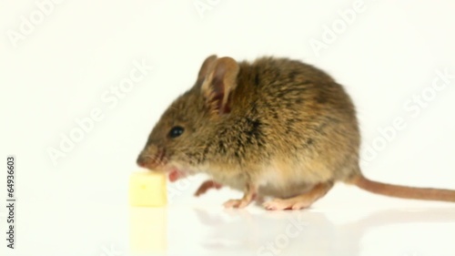 House mouse eating cheese (Mus musculus)