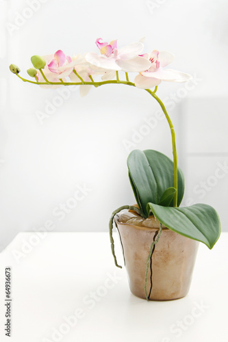 Fototapeta Naklejka Na Ścianę i Meble -  white orchid in flower pot on the table