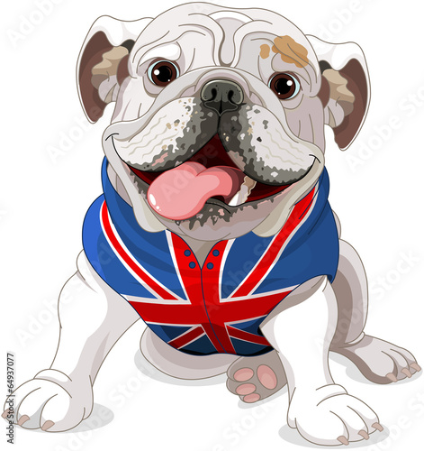 English Bulldog