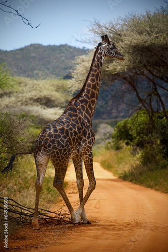 Giraffe in the African bush