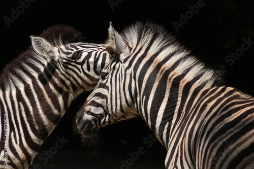 Fototapeta Naklejka Na Ścianę i Meble -  Chapman-Zebras