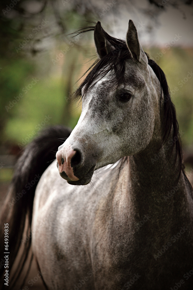 Obraz premium gray horse