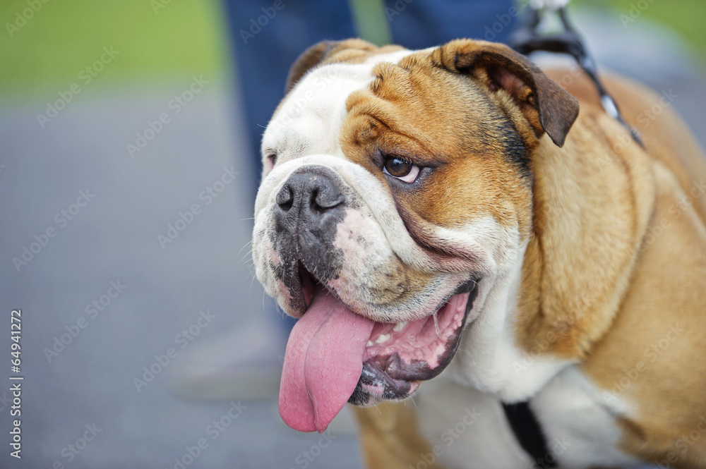 English Bulldog dog puppy outdoors portrait