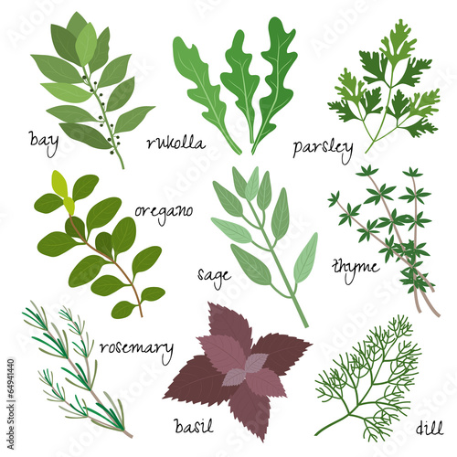 vector herbs
