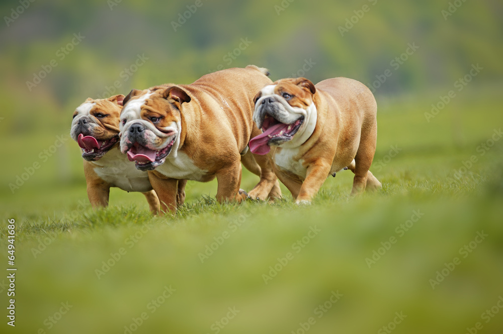 English Bulldogs dogs puppies playing outdoors