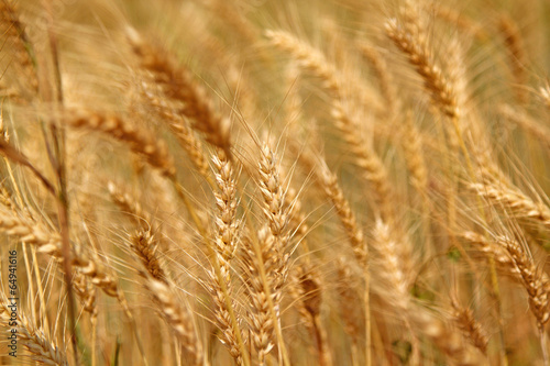 Wheat field © Rawich Liwlucksaneey