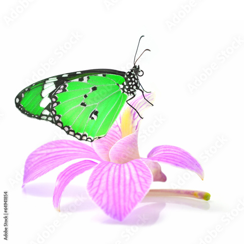 butterfly on orchid flower