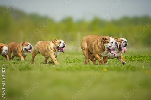 English Bulldogs dogs puppies playing outdoors © Tatiana Katsai