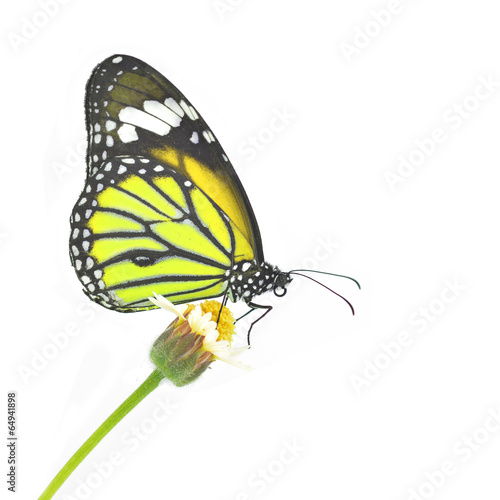Butterfly on flower © thawats